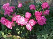 Beautiful landscaping