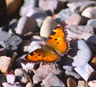 California Tortoiseshell Butterfly