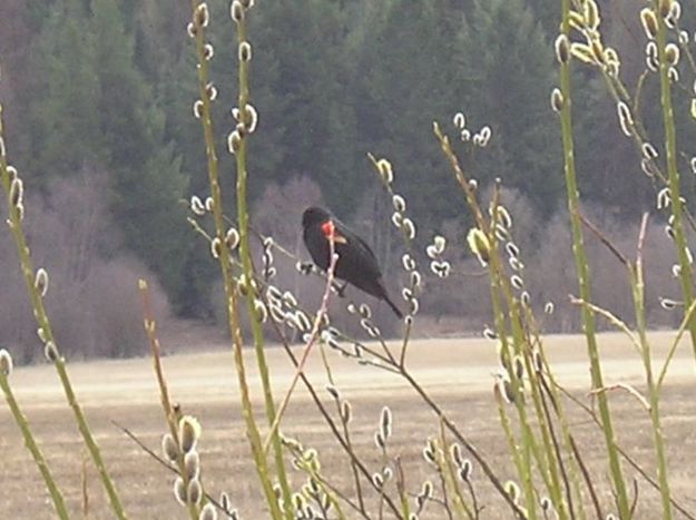 Red Wing Blackbird. Photo by LibbyMT.com.