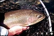 Cutthroat Trout. Photo by Linehan Outfitting Company.