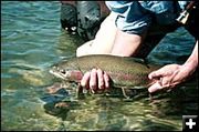 Rainbow Trout. Photo by Linehan Outfitting Company.