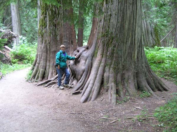 Giant Cedar Trees. Photo by LibbyMT.com.