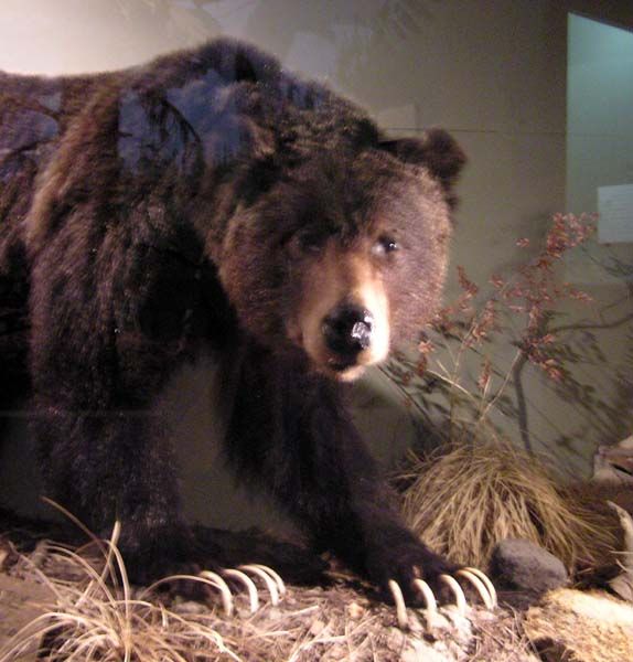 Grizzly Bear. Photo by Dawn Ballou, LibbyMT.com.