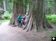Giant Cedar Trees. Photo by LibbyMT.com.