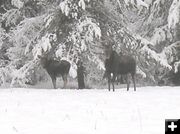 Winter Moose. Photo by LibbyMT.com.