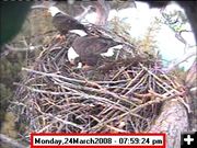 Second Eagle Egg. Photo by Libby Dam Bald Eagle Webcam.