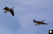 Canada Geese. Photo by Kootenai Valley Record.