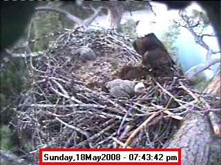 Bald Eagle Chicks - May 18. Photo by Libby Dam Bald Eagle Cam.