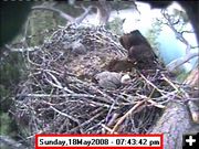 Bald Eagle Chicks - May 18. Photo by Libby Dam Bald Eagle Cam.