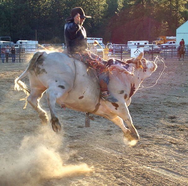 Angry Bull. Photo by Kootenai Valley Record.