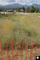 City Weeds. Photo by Kootenai Valley Record.