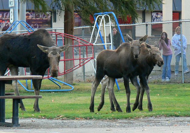 Park Moose. Photo by Patty Rambo, Kootenai Valley Record.