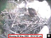 Bald Eagle Nest. Photo by U.S. Corps of Engineers - Libby Dam.