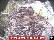 Eagle Cam on June 5th 2009. Photo by Libby Dam Bald Eagle Cam.