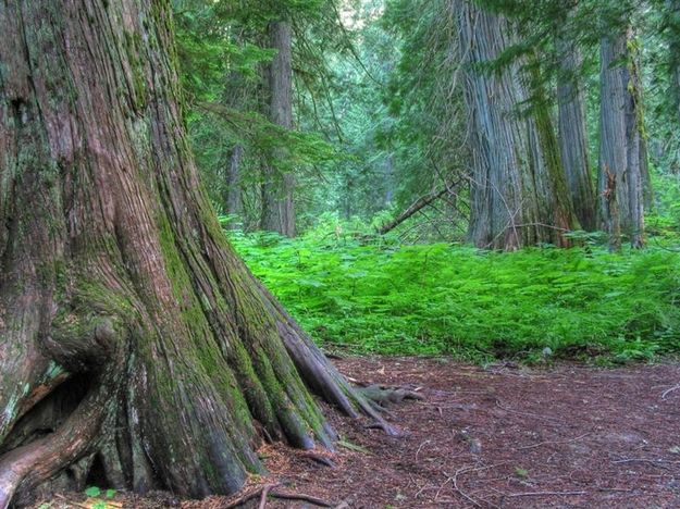 Giant Cedars. Photo by Bob Hosea.