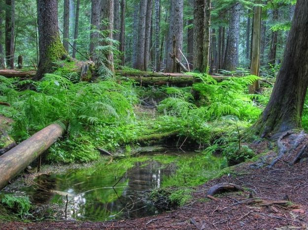 Trees, Water and Ferns. Photo by Bob Hosea.