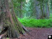 Giant Cedars. Photo by Bob Hosea.