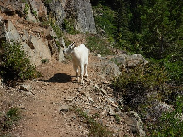 Mountain Goat. Photo by Bob Hosea.
