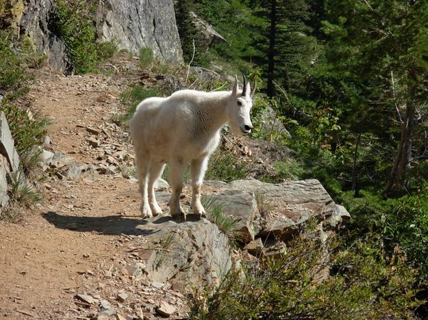 Mountain Goat 2. Photo by Bob Hosea.