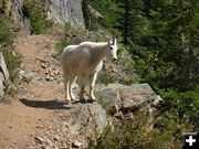 Mountain Goat 2. Photo by Bob Hosea.