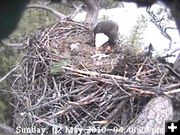 Baby in the nest. Photo by Libby Dam Bald Eagle Cam.