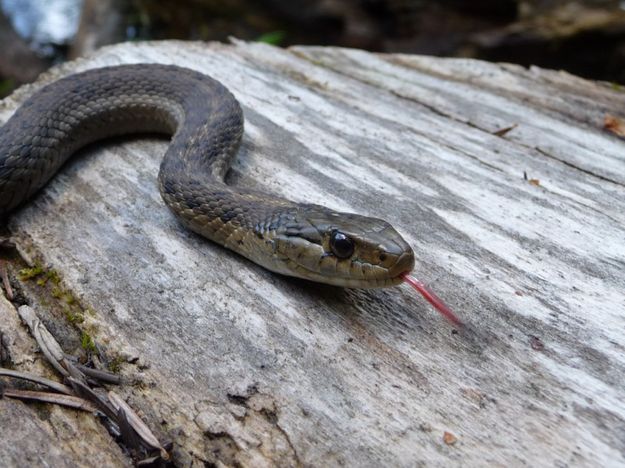 Snake. Photo by Bob Hosea.