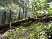 Fallen Log. Photo by Bob Hosea.