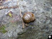 Snail. Photo by Bob Hosea.