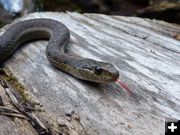 Snake. Photo by Bob Hosea.