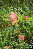 Indian paintbrush. Photo by LibbyMT.com.