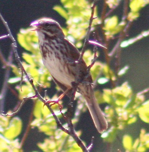 A song sparrow sings. Photo by LibbyMT.com.