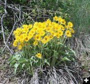 So is the arrowleaf balsamroot. Photo by LibbyMT.com.