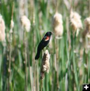 Red-winged blackbird. Photo by LibbyMT.com.