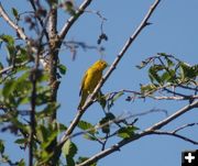Yellow warbler. Photo by LibbyMT.com.