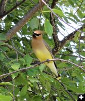 Cedar waxwing along the river. Photo by LibbyMT.com.