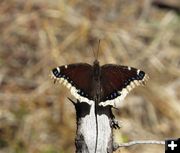 Mourning Cloak. Photo by LibbyMT.com.