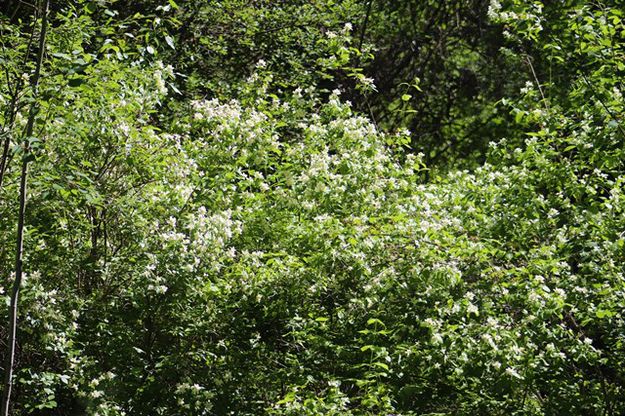 The mock orange is blooming. Photo by LibbyMT.com.