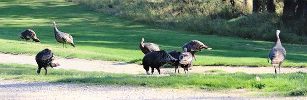 Also enjoying <center>the golf course</center>. Photo by LibbyMT.com.