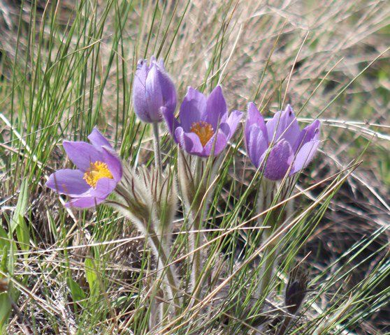 Pasqueflowers. Photo by LibbyMT.com.