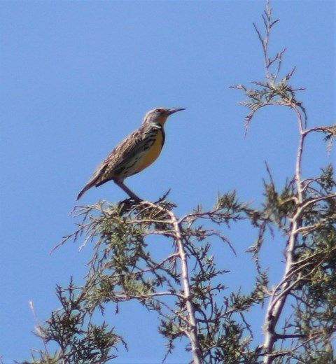 Meadowlark. Photo by LibbyMT.com.