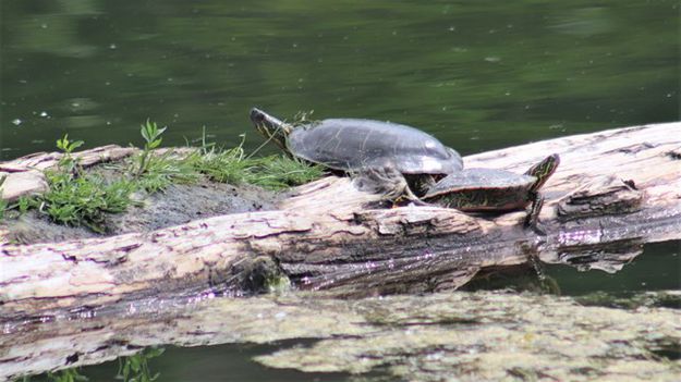 Sunbathing turtles. Photo by LibbyMT.com.