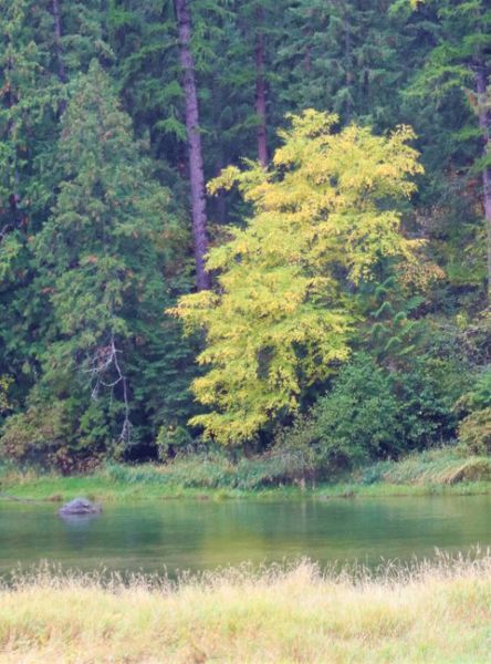 Fall foliage. Photo by LibbyMT.com.