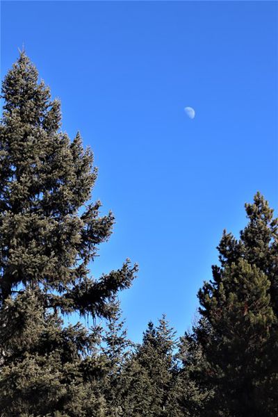 Half moon in a beautiful blue sky. Photo by LibbyMT.com.