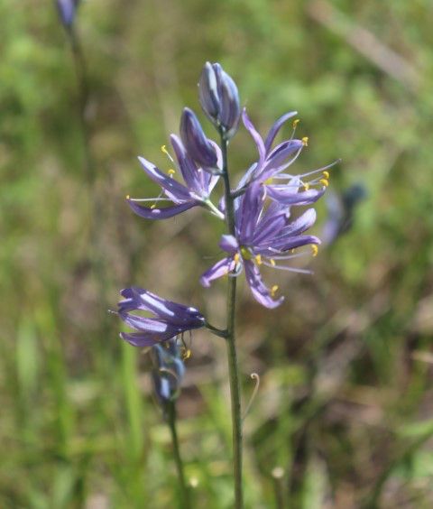 Camas was blooming. Photo by LibbyMT.com.