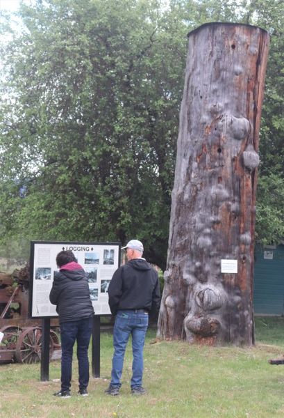 Logging exhibit with a long butt. Photo by LibbyMT.com.