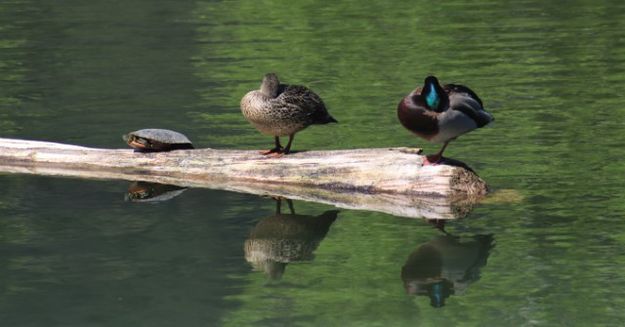 Sharing a sunny log. Photo by LibbyMT.com.