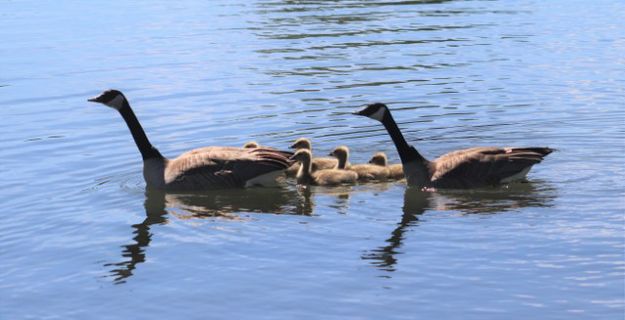 A smaller family. Photo by LibbyMT.com.