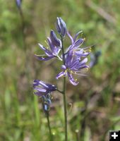 Camas was blooming. Photo by LibbyMT.com.