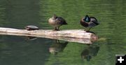 Sharing a sunny log. Photo by LibbyMT.com.