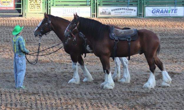 Austin's beautiful Clydesdales. Photo by LibbyMT.com.